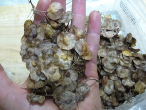 fruits ptelea trifoliata